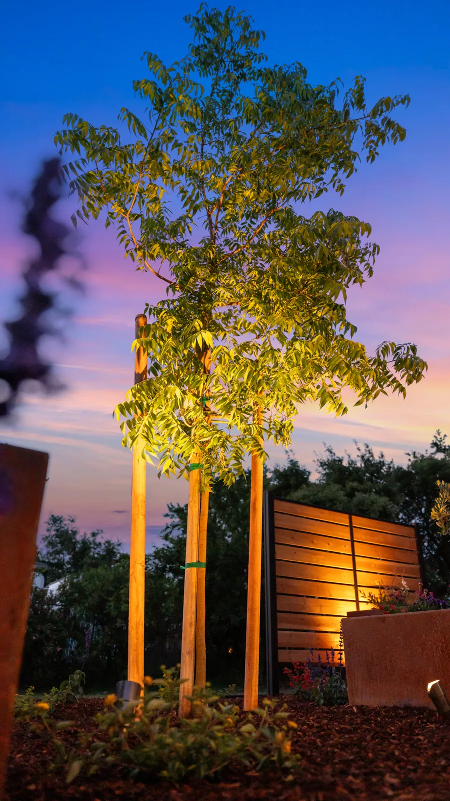 Uplit trees in front of a cedar slat privacy screen at dusk